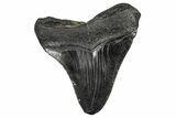 Fossil Megalodon Tooth - South Carolina #341478-1